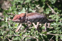 Furcifer verrucosus