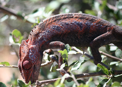 Furcifer verrucosus