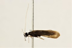 Mystacides sepulchralis