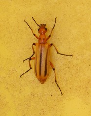Pyrota discoidea