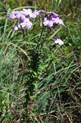 Jamesbrittenia grandiflora