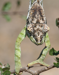 Furcifer verrucosus