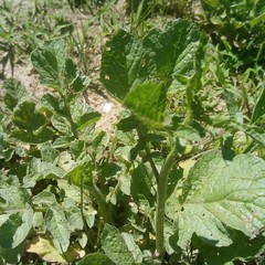 Raphanus sativus sativus