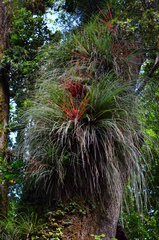 Fascicularia bicolor