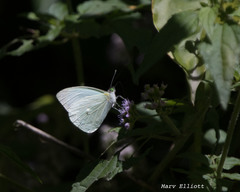 Leptophobia