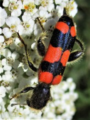 Trichodes crabroniformis