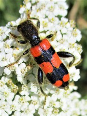 Trichodes crabroniformis