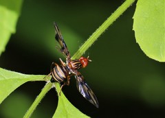 Idana marginata
