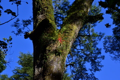 Fascicularia bicolor