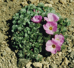 Oxalis adenophylla