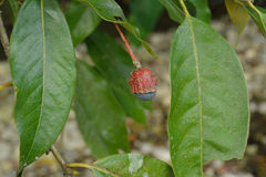 Licaria