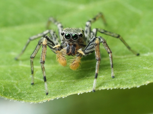 Dimorphic Jumping Spider