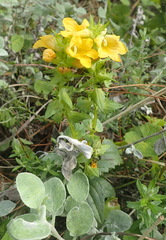 Alectra sessiliflora