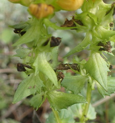 Alectra sessiliflora