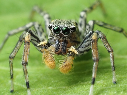 Dimorphic Jumping Spider photo 5
