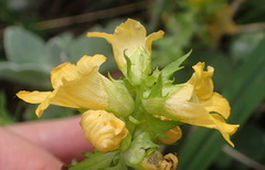 Alectra sessiliflora