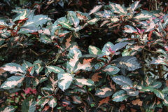 Graptophyllum