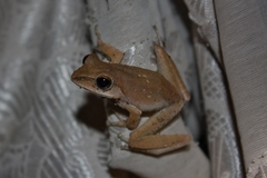 Polypedates megacephalus