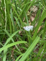 Lomographa semiclarata