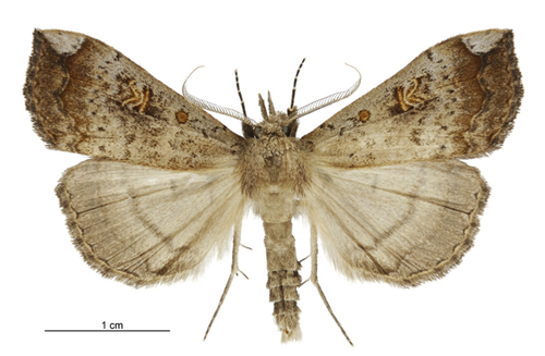 Slender owlet moth photo 3