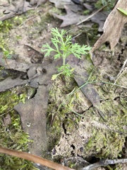 Leucospora multifida