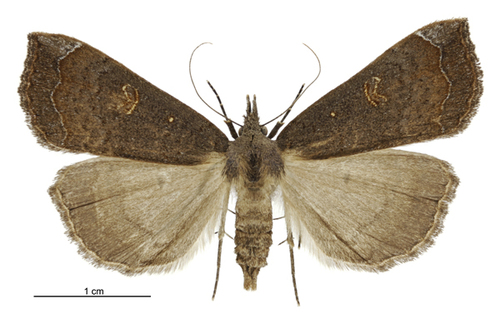 Slender owlet moth photo 4