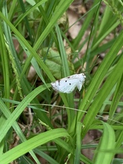 Lomographa semiclarata