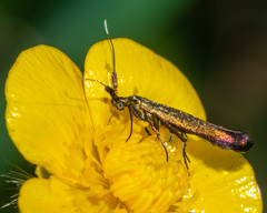 Coleophora mayrella