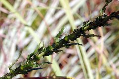 Alepidea