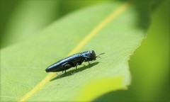Agrilus sulcicollis
