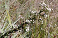 Alepidea