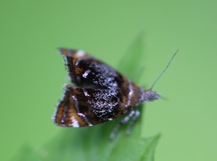 Prochoreutis inflatella
