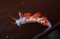 Coryphella