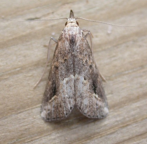 Pinion-streaked Snout photo 3