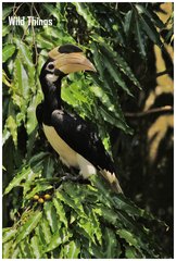 Anthracoceros coronatus