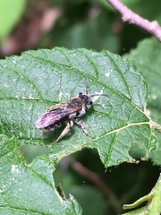 Andrena rugosa