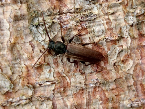 fuzáč smrekový (Tetropium castaneum)