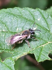Andrena rugosa