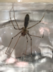 Pholcus phalangioides