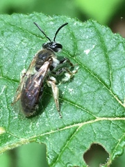 Andrena rugosa