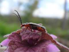 Atalantycha bilineata