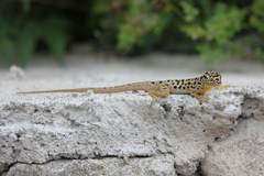 Anolis sabanus