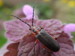 Atalantycha bilineata