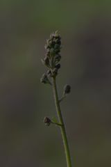 Heuchera richardsonii