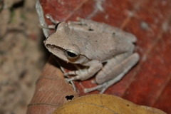 Polypedates megacephalus