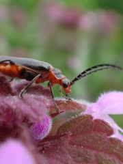 Atalantycha bilineata