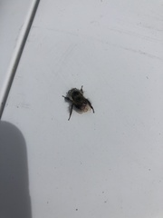 Bombus melanopygus