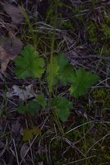 Heuchera richardsonii