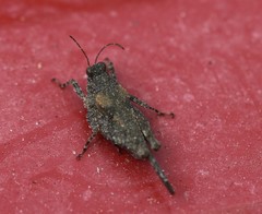 Paratettix cucullatus