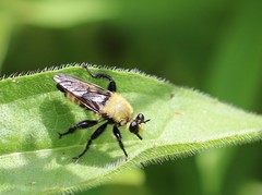 Laphria posticata